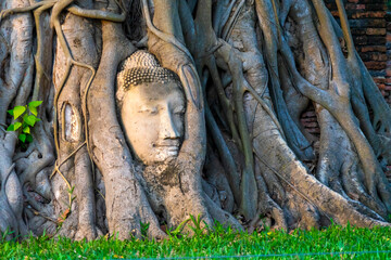 Buddha Head statue with trapped in Bodhi Tree roots at Wat Maha That (Ayutthaya). Ayutthaya historical park Thailand.