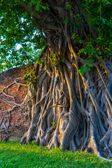 Buddha Head statue with trapped in Bodhi Tree roots at Wat Maha That (Ayutthaya). Ayutthaya historical park Thailand.