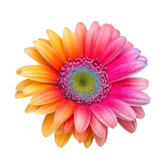 Beautiful colorful daisy. Daisy isolated on transparent background. Generative AI.