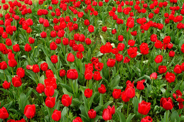 Huge meadow with red tulips in bloom