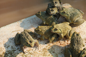 frogs in the pond