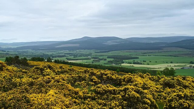Yellow gorse hillside view with green fields in Scottish countryside