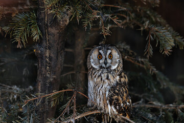 An owl sits on a Christmas tree branch in a dark forest