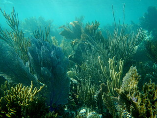 Fototapeta na wymiar Coral Reef at Dry Tortugas National Park