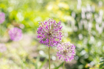 
Beautiful purple dandelion flower in summer park