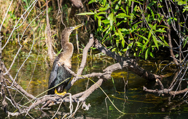 Anhinga
