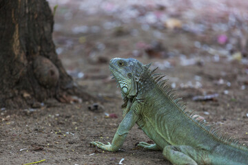 Iguana