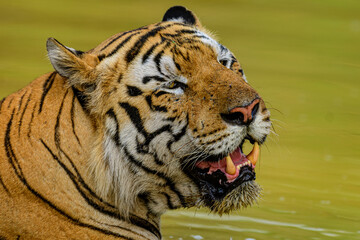 close up of face of tiger in the water
