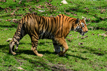 bengal tiger in the grass