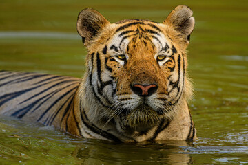Fototapeta na wymiar Close up face of tiger in the water