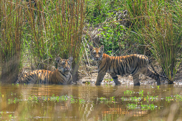 Naklejka na ściany i meble wild tiger cubs in the wild water