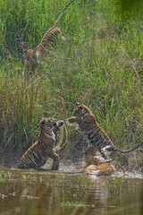 tiger cubs playing in the  in the water