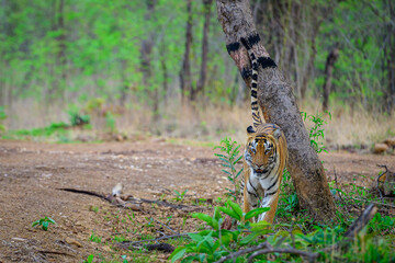 Tigress marking territory in the woods