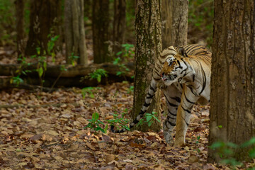 tiger in the woods. Male tiger in the jungle, Kanha National Park.