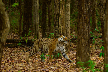 bengal tiger in the jungle