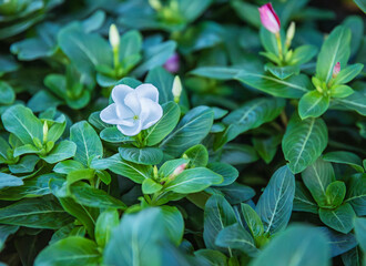 Fresh green leaves with beautiful flowering exotic and tropical flowers of the Caribbean showcasing nature's beauty.