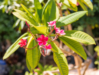 Fresh green leaves with beautiful flowering exotic and tropical flowers of the Caribbean showcasing nature's beauty.