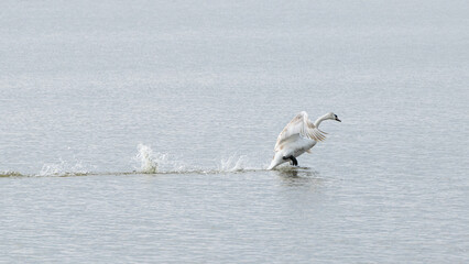 A white swan with widely spread wings splashes down on the water surface of the lake. Overcast weather.