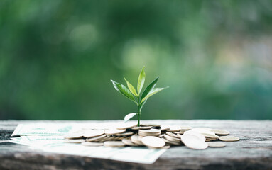 Fototapeta na wymiar Money and environment business concept growth. The green growth on the coin show the development of investment of an economic success. The profit of the money tree on coins are increasing and saving.