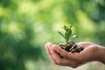 The green plant grow on coin stack is a business growth concept. The hand that is holding coin tree with some natural background is shown the business success in an investment of environmental ecology