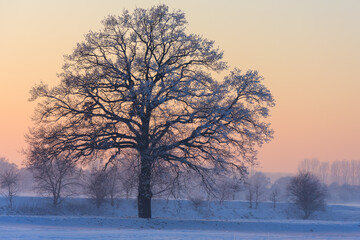 
beautifully grown tree in winter mood