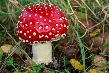 red toadstool in the grass