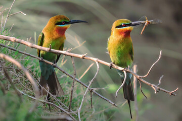 bee eater bird