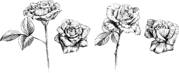 Fototapeta premium Rose flowers sketch isolate on white. Hand drawn set collection.