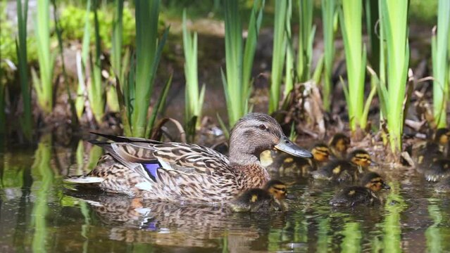 Female duck and ducklings sweem in pond and looks for food on water surface.