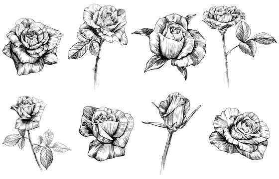 Rose flowers sketch isolate on white collection. Hand drawn vintage set.