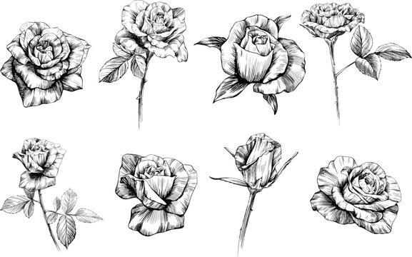 Rose flowers sketch isolate on white collection. Hand drawn vintage set.