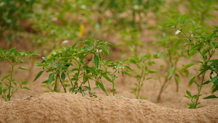 Green peppers growing in the garden. Green bell pepper hanging on tree in the plantation