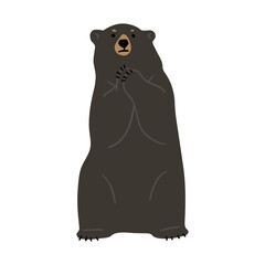 American Black Bear Single 28 PNG PNG