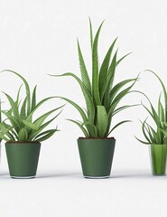 Suspended Snake Plant: 3D Render of a Realistic Hanging Plant