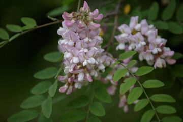 Robinia hispida. Branch with leaves and flowers of Rose-acacia. Bunches of pink flowers of Moss locust in full bloom. Pink blooming Robinia pseudoacacia