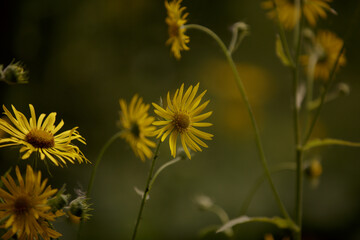 Yellow flowers of Rudbeckia fulgida. Bright yellow flowers of young Rudbeckia on a natural dark green blurred background