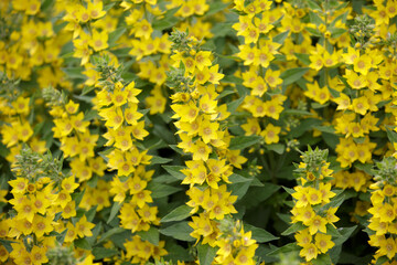 Obraz premium Yellow flower Spotted Loosestrife. Flowers bells of large yellow loosestrife or circle flower or spotted loosestrife close-up. Lysimachia punctata close up with selective focus