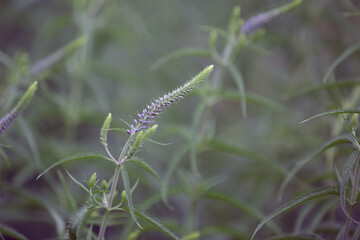 Veronica longifolia. Buds blue flowers. Close up of garden speedwell flowers in bloom.  Flowering plant garden speedwell or longleaf speedwell