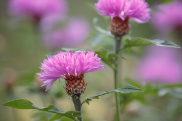 Psephellus. Beautiful bright pink Psephellus dealbatus. Close up of a whitewash cornflower centaurea dealbata in bloom