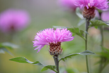 Flower of Psephellus. Beautiful bright pink Psephellus dealbatus. Close up of a whitewash cornflower centaurea dealbata in bloom
