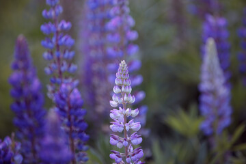 Obraz premium Lupinus polyphyllus. Lupin, field with purple and blue flowers. Blooming lupine flowers. Bunch of lupines in full bloom. Violet lupines flowering in the meadow