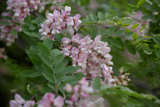 Pink blooming Robinia hispida. Branch with leaves and flowers of Rose-acacia. Bunches of pink flowers of Moss locust in full bloom