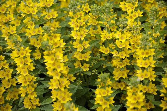 Spotted Loosestrife. Yellow flower. Lysimachia punctata, the dotted loosestrife.  Flowers bells of large yellow loosestrife or circle flower or spotted loosestrife close up with selective focus