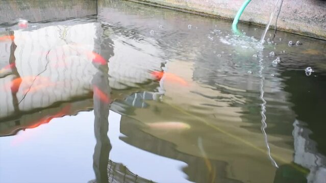 Swimming common carp
