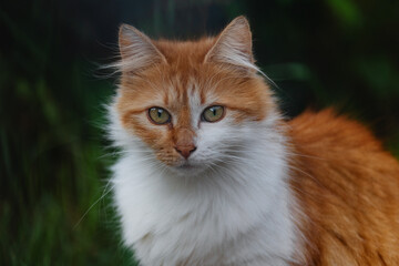 Naklejka na ściany i meble Portrait of a red-haired white fluffy cat on a dark green background