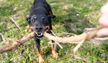 Black dog in motion playing with wooden stick outdoors and looking at camera, selective focus.