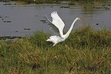 Great White Egret, egretta alba, Adult taking off from Khwai River, in Flight, Moremi Reserve, Okavango Delta in Botswana
