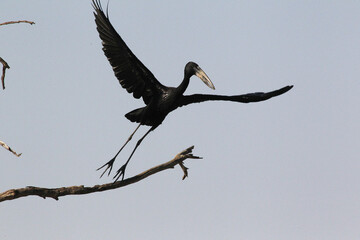 African Openbill, anastomus lamelligerus, Adult in Flight, Taking off from Branch, Moremi Reserve,...