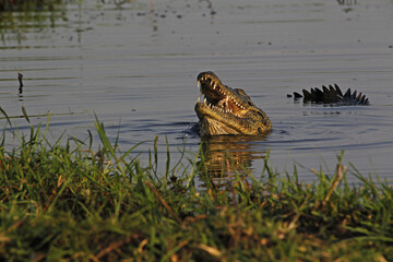 Nile Crocodile, crocodylus niloticus, Adult with Open Mouth, Chobe River, Okavango Delta in Botswana