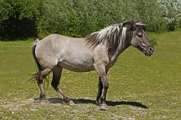 Obraz na płótnie Canvas Tarpan Horse, equus caballus gmelini
